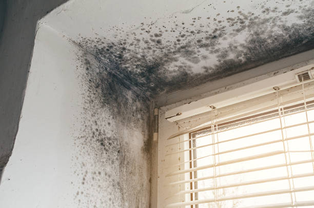 Affordable Mold Cleanup solutions in Hyndman, PA
